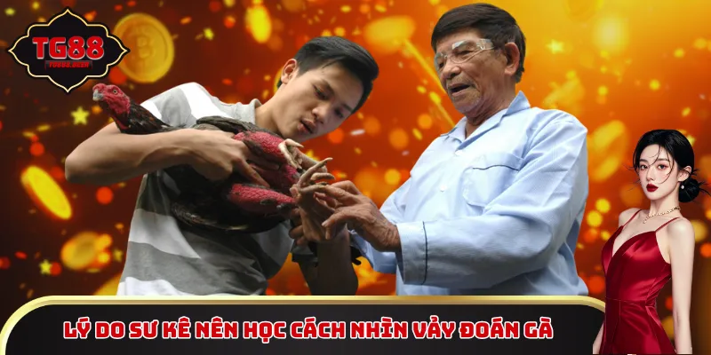 Lý do sư kê nên học cách nhìn vảy đoán gà