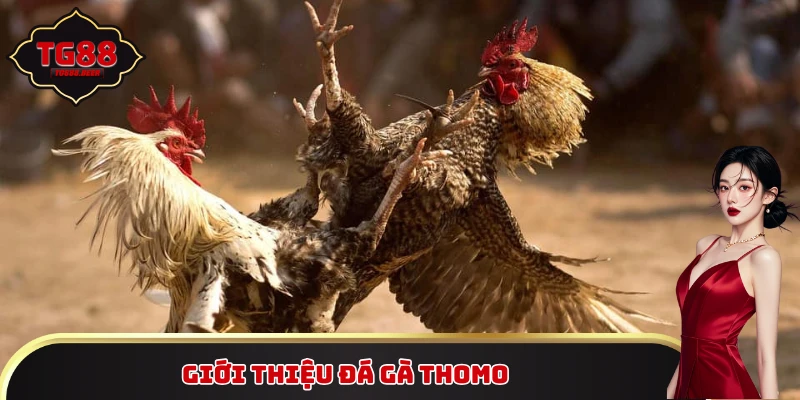 Giới thiệu đá gà Thomo