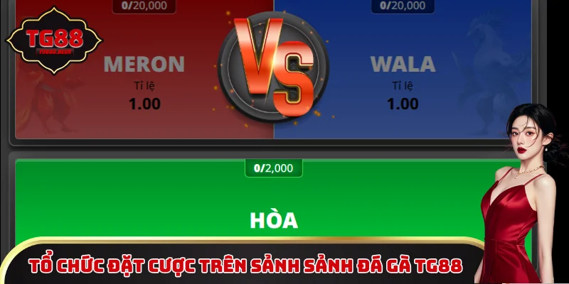 Tổ chức đặt cược trên sảnh sảnh đá gà TG88